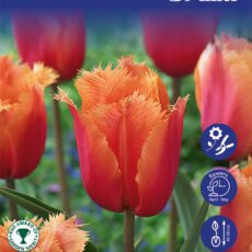 8718641999714 1 Tulip Lambada Bulbs.jpg